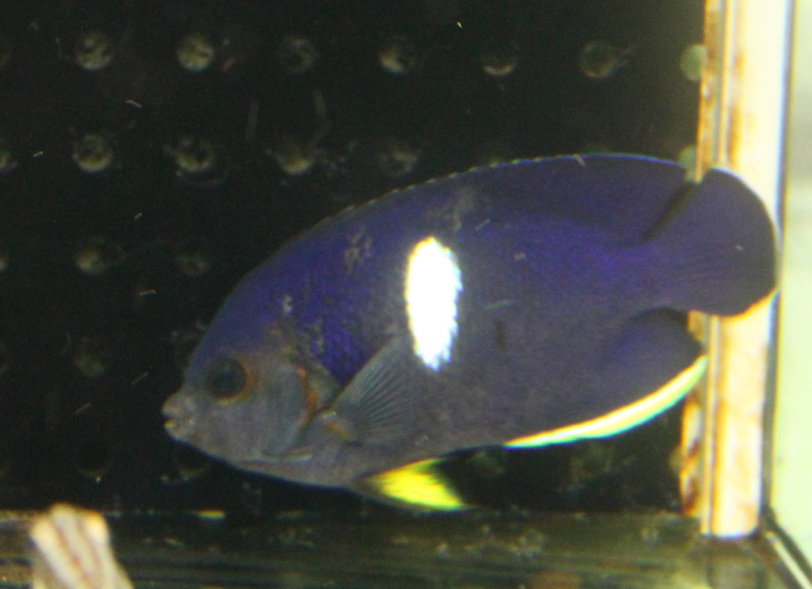 Keyhole angelfish