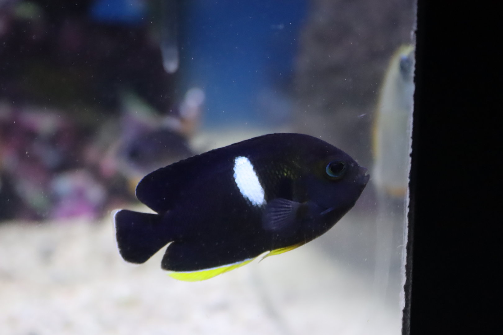 Keyhole Angelfish