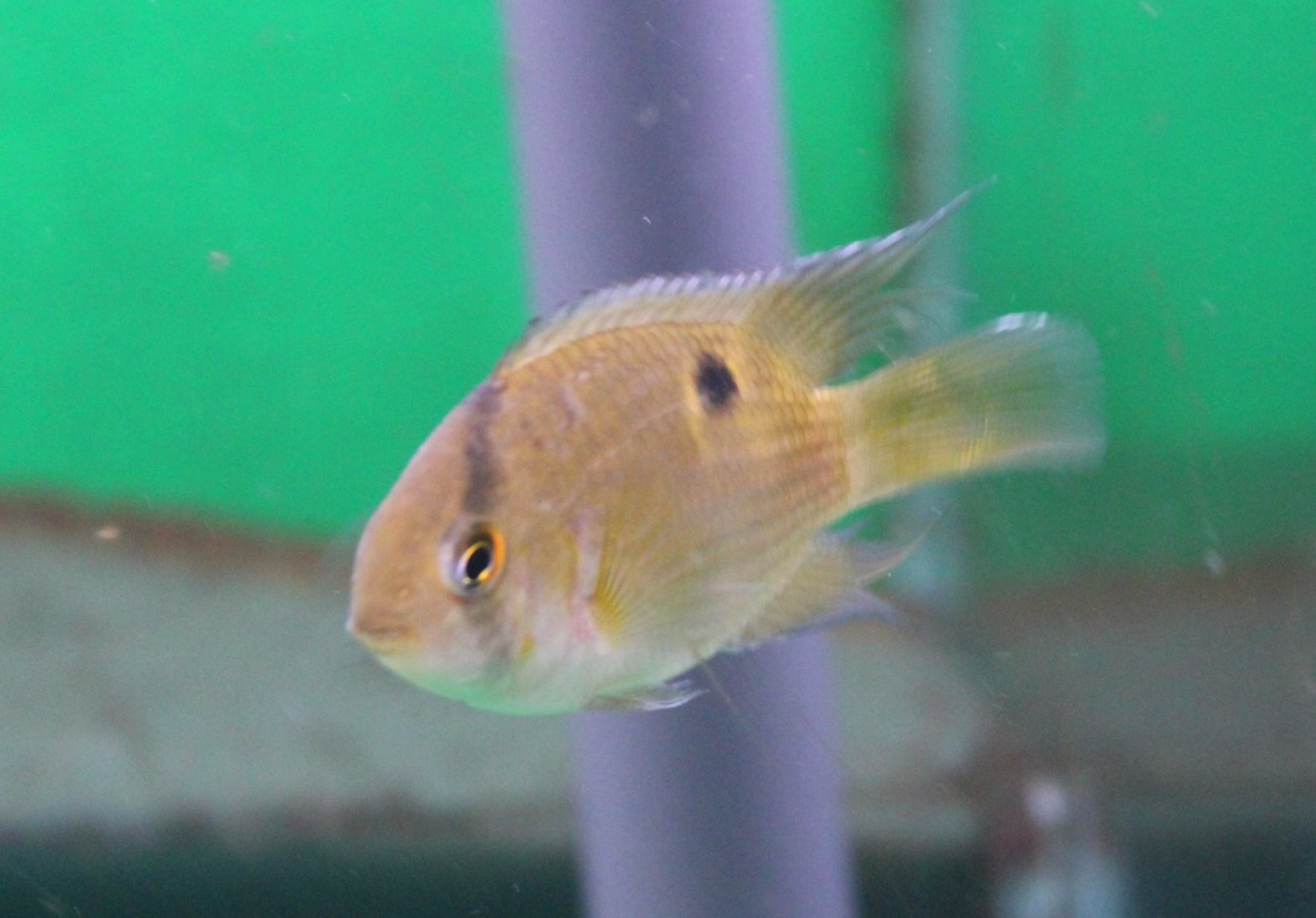 Keyhole chiclid - Cleithracara maronii