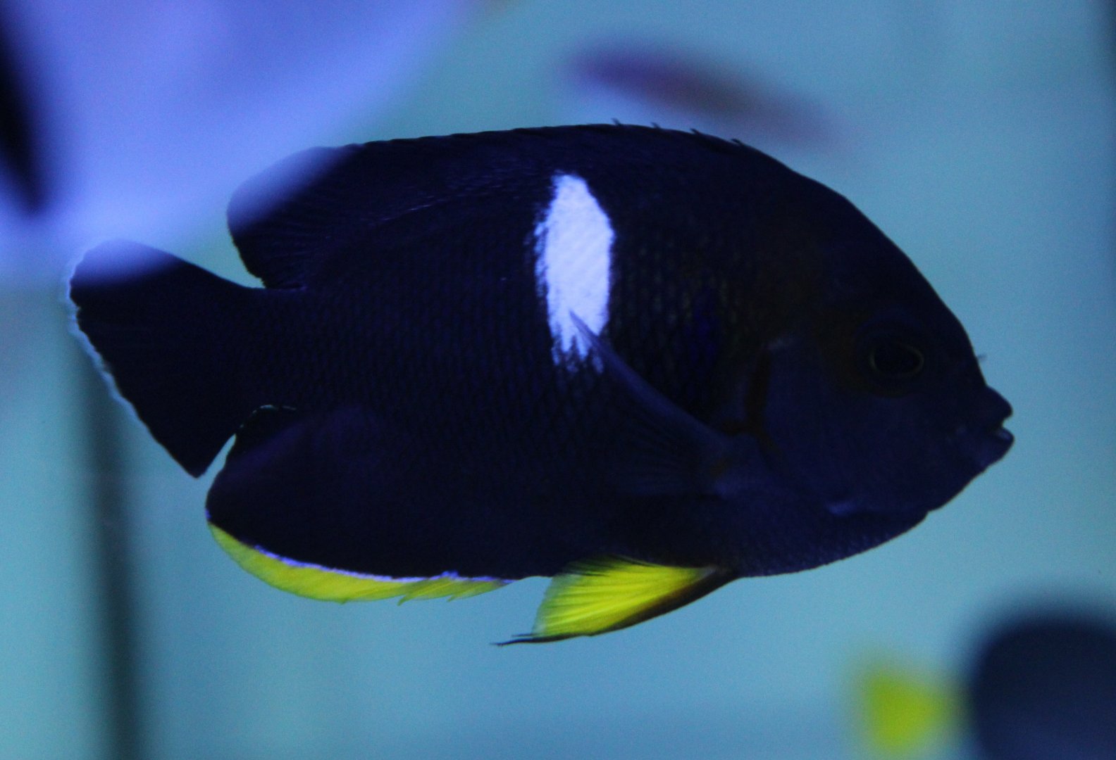 Keyhole dwarf angelfish - Centropyge tibicen