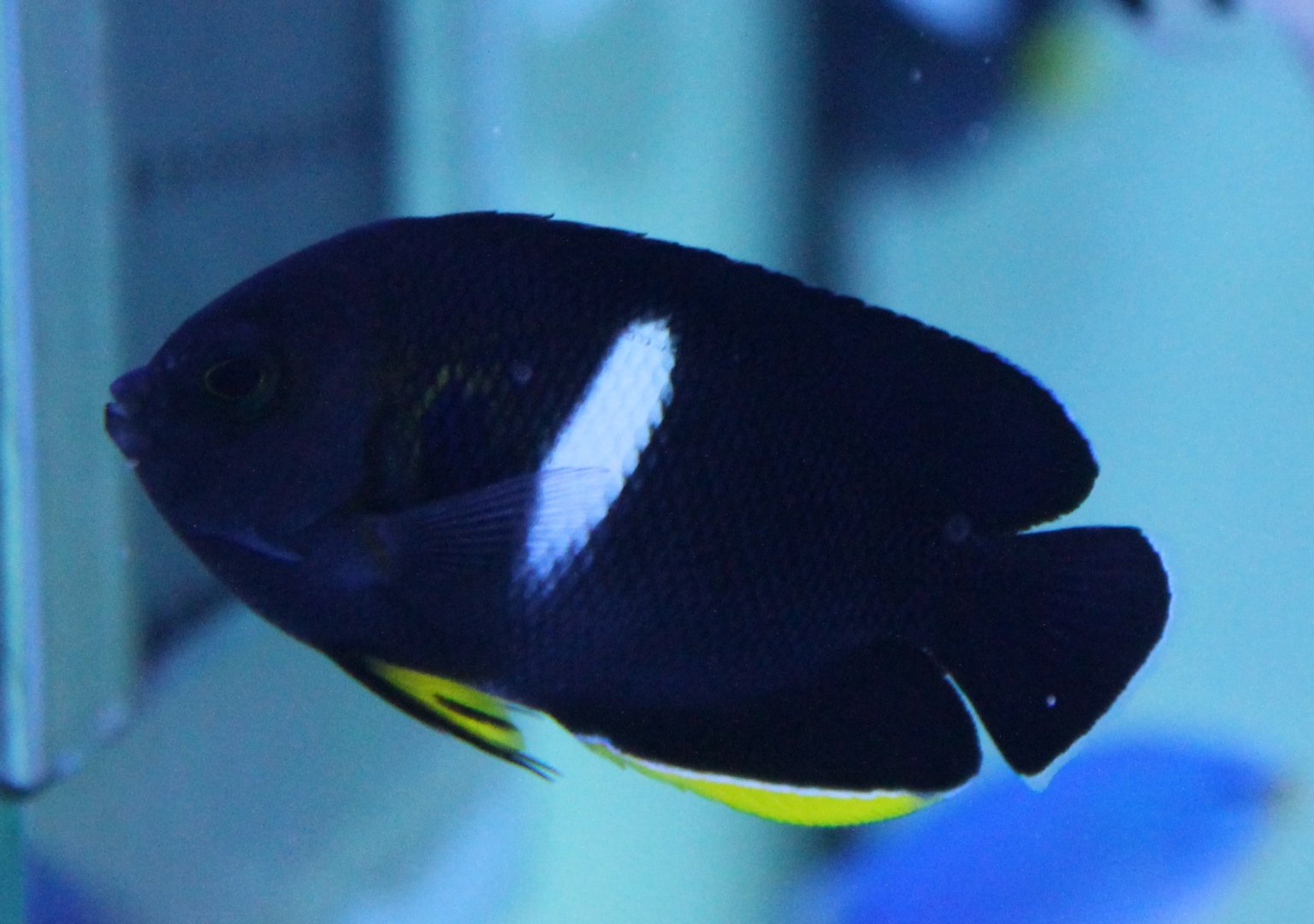 Keyhole pygmy angelfish - Centropyge tibicen