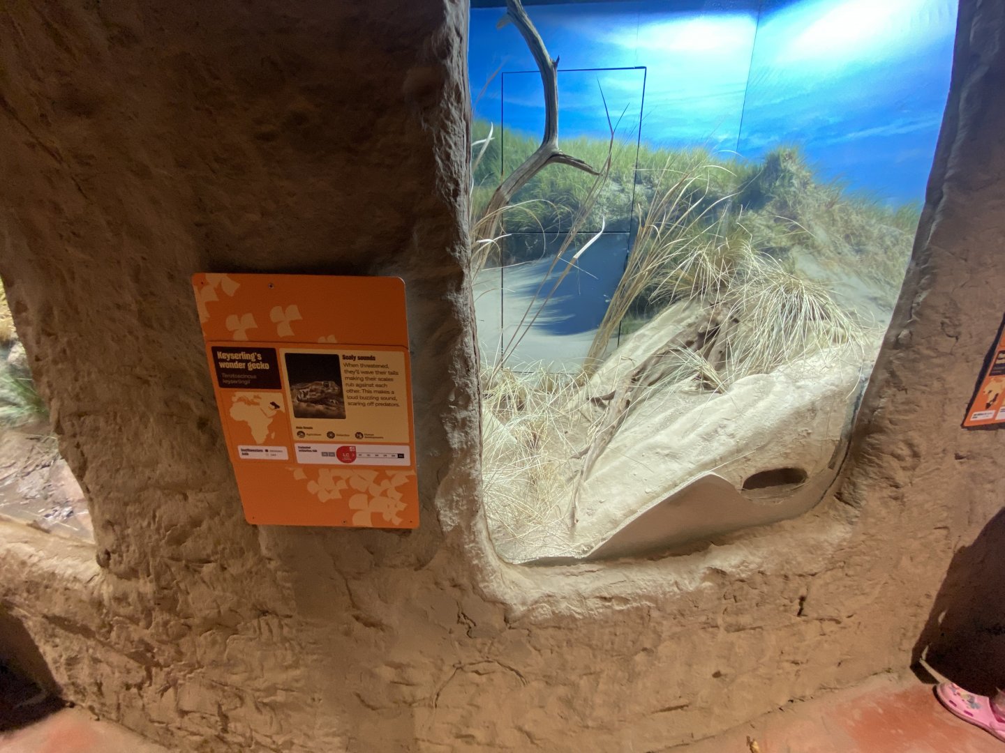 keyserling wonder gecko exhibit