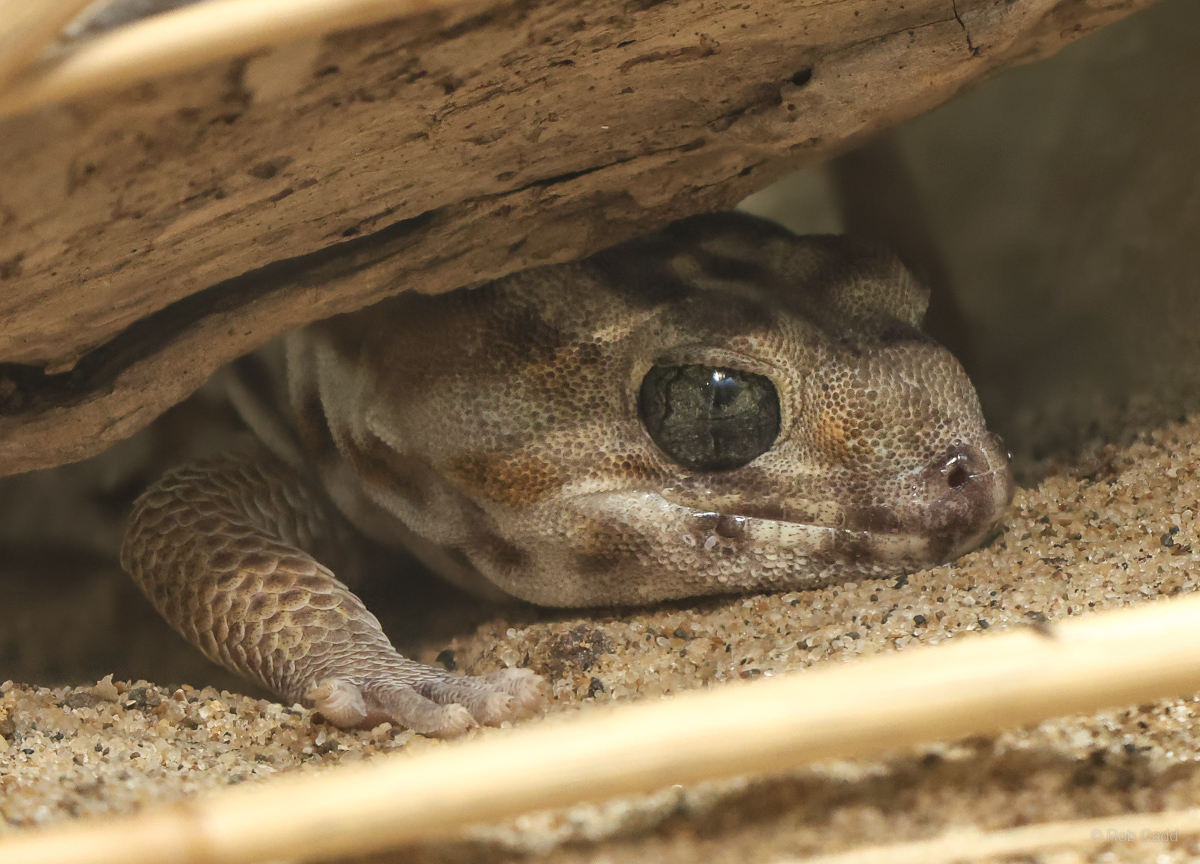 Keyserling's wonder gecko : Chester Zoo : 06 Sep 2025
