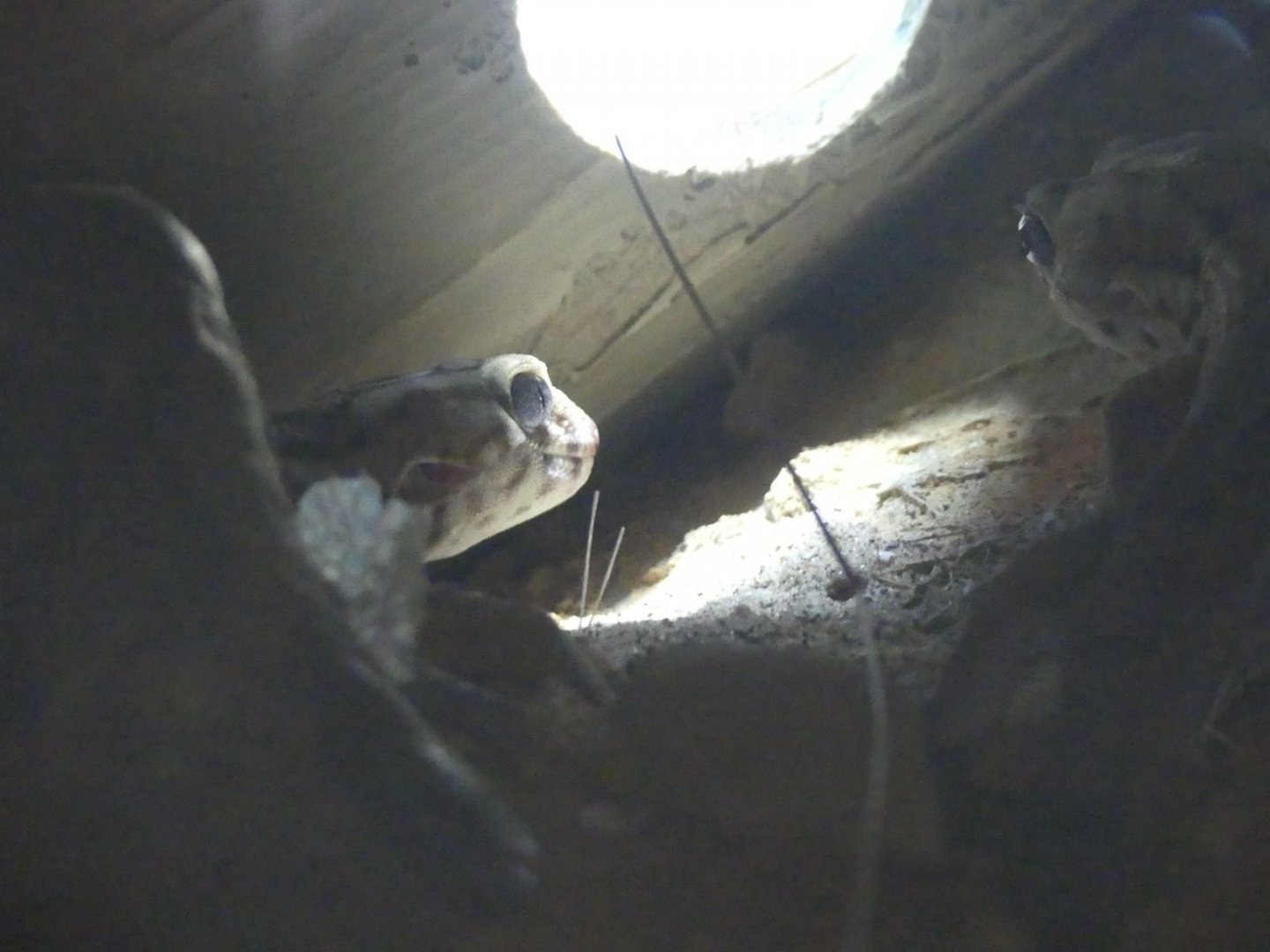 Keyserling’s Wonder Gecko - Heart of Africa - 02.04.25