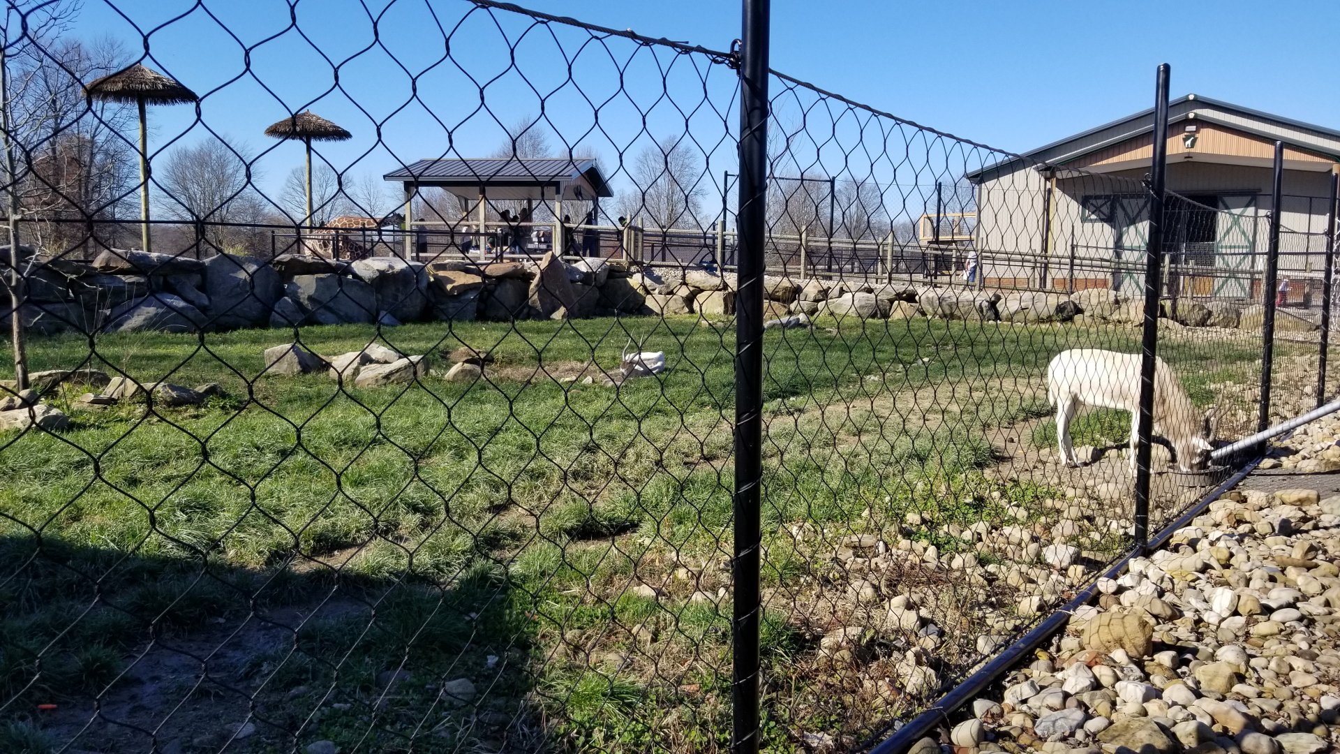 Keystone Safari - Addax, giraffes in background at feeding platform