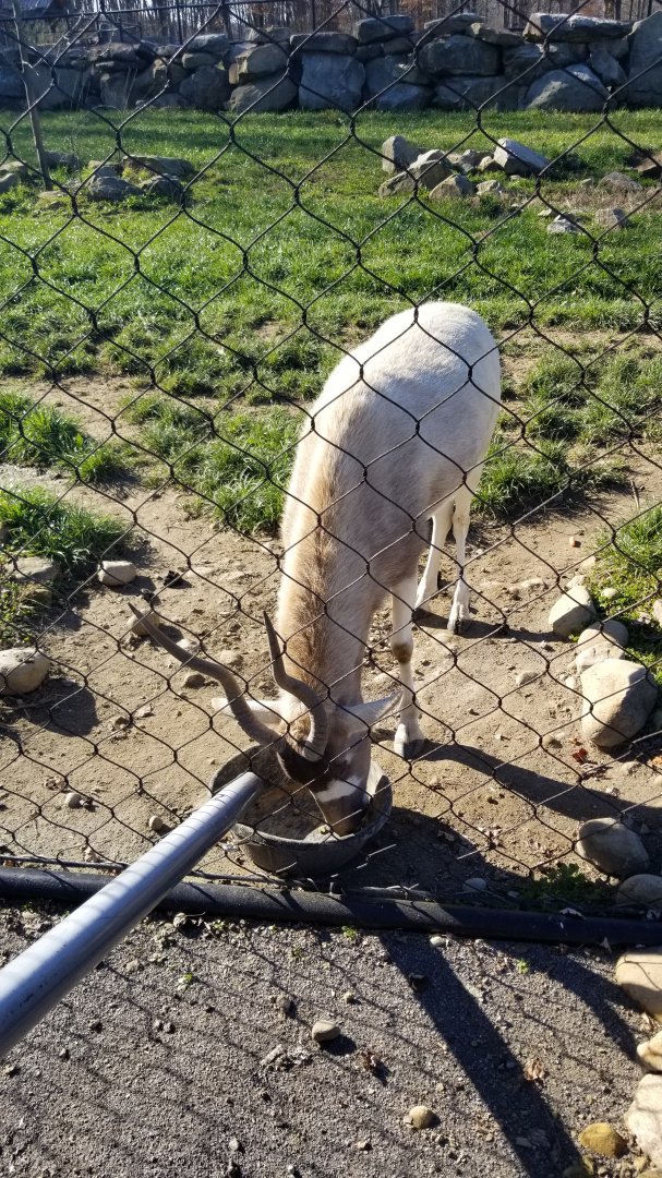 Keystone Safari - Addax