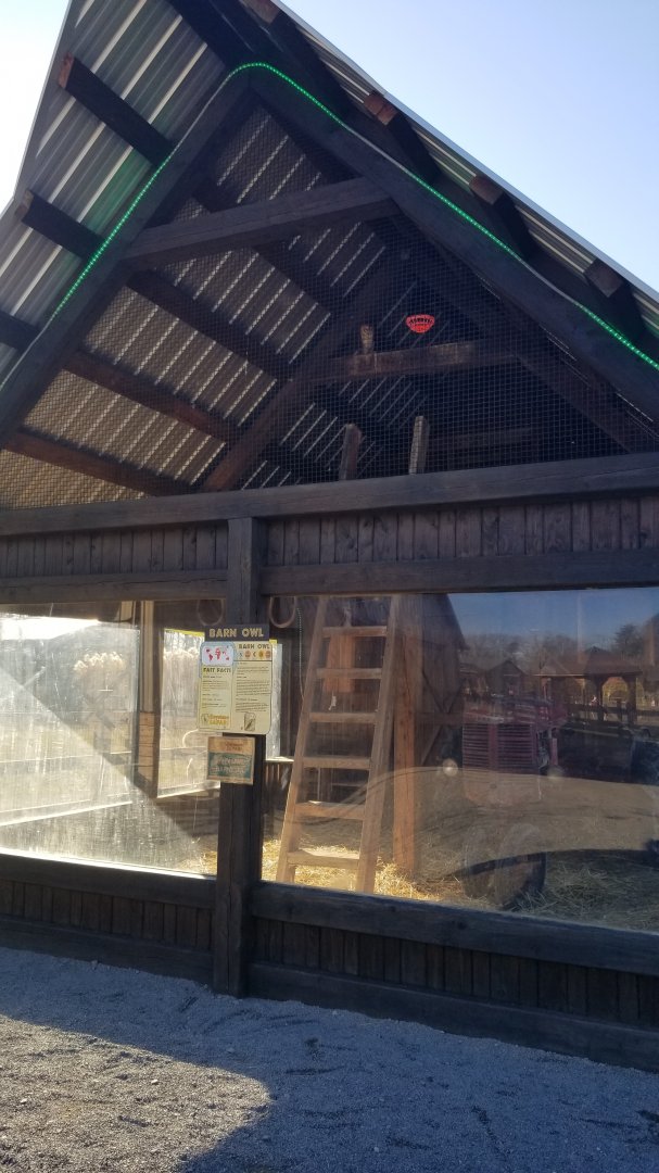 Keystone Safari - Barn owl