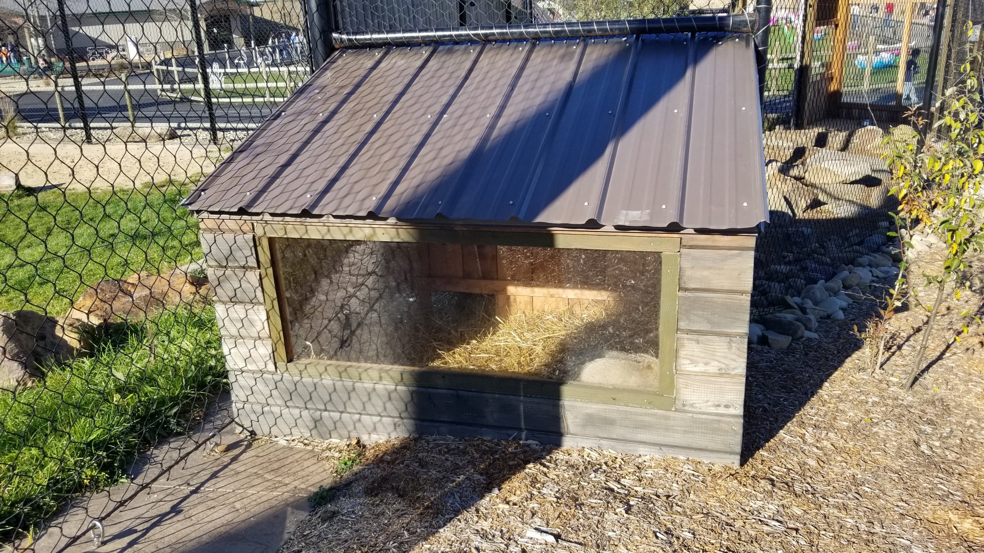 Keystone Safari - Bat-eared Fox den