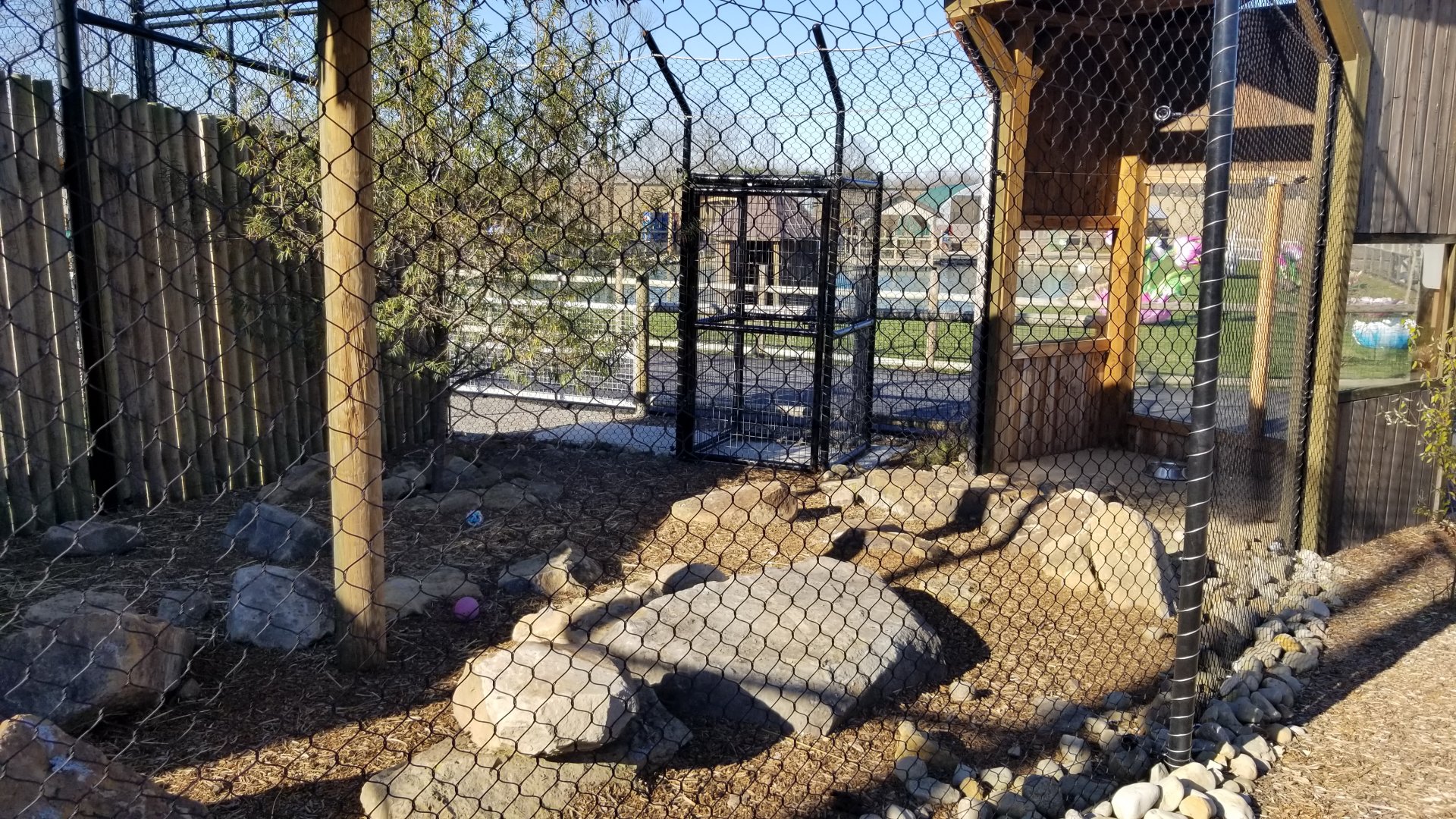 Keystone Safari - Bat-eared Fox