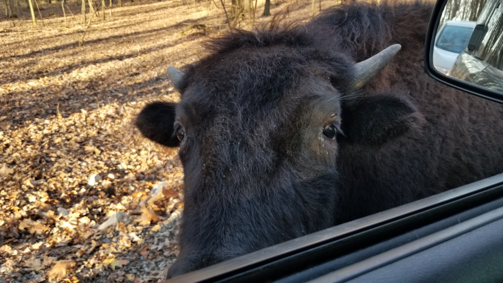 Keystone Safari - Bison
