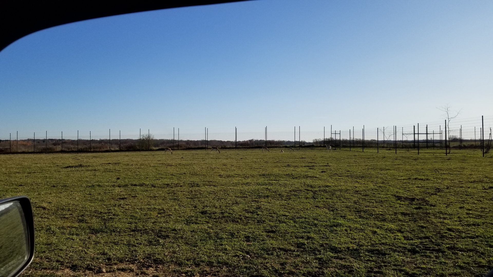 Keystone Safari - Blackbuck