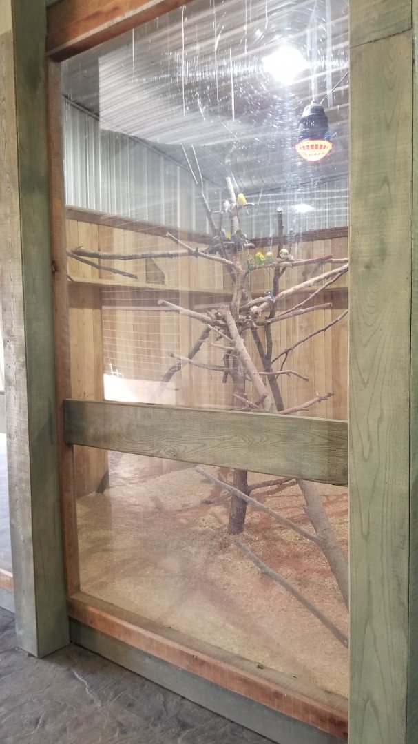 Keystone Safari - Budgies