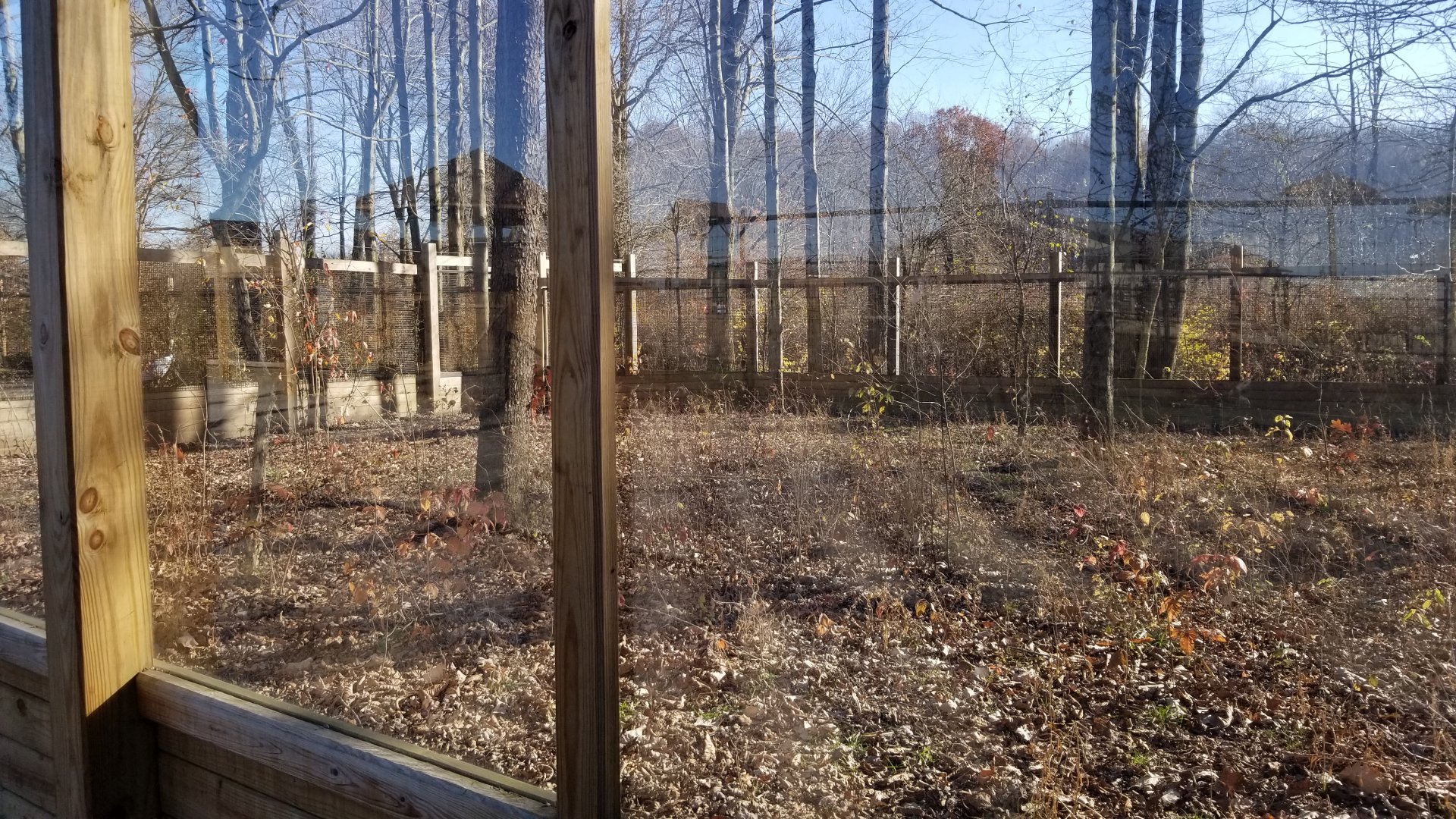 Keystone Safari - Cassowary exhibit