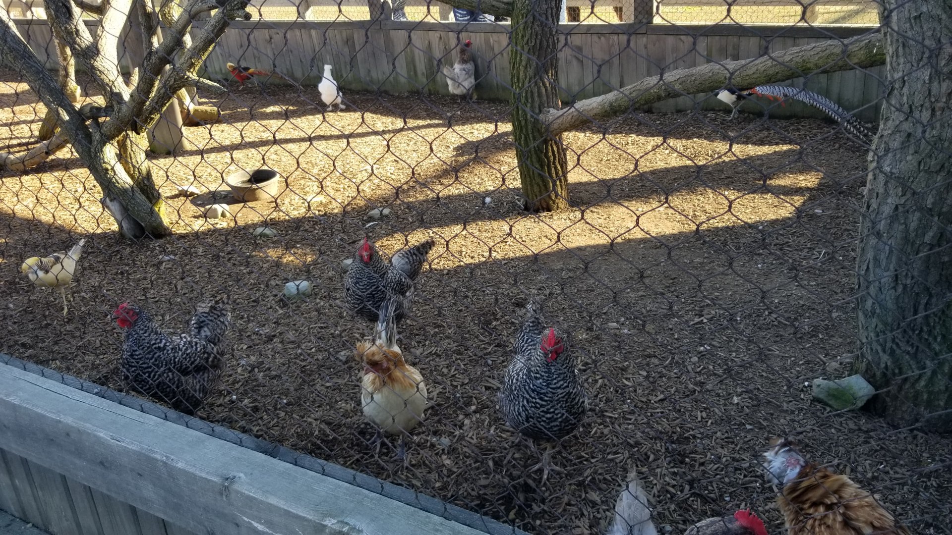 Keystone Safari - Chickens and pheasants