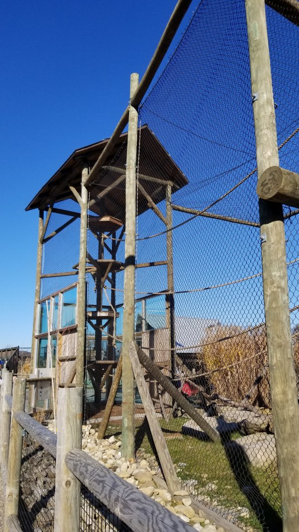 Keystone Safari - Colobus exhibit