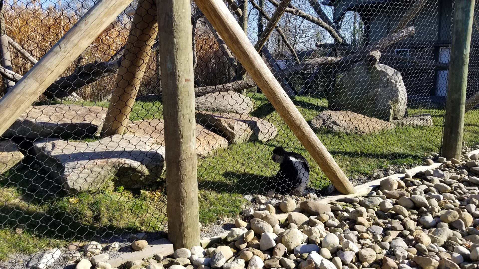 Keystone Safari - Colobus