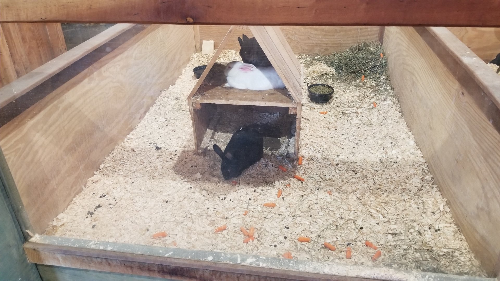 Keystone Safari - Domestic rabbits