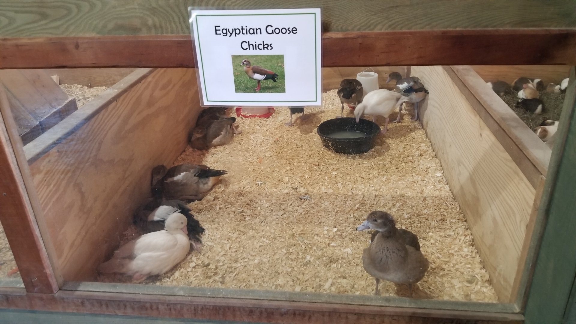 Keystone Safari - Egyptian Geese