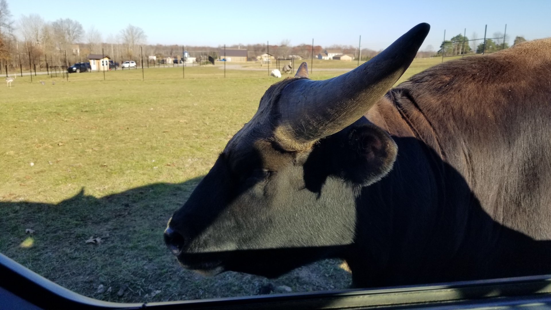 Keystone Safari - Gayal