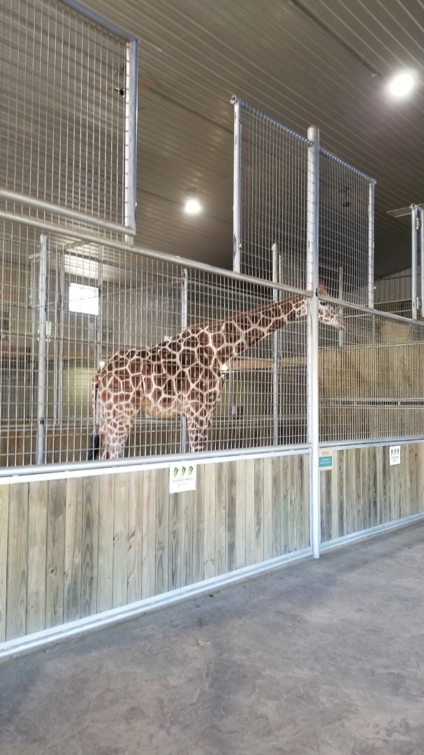 Keystone Safari - Giraffe barn