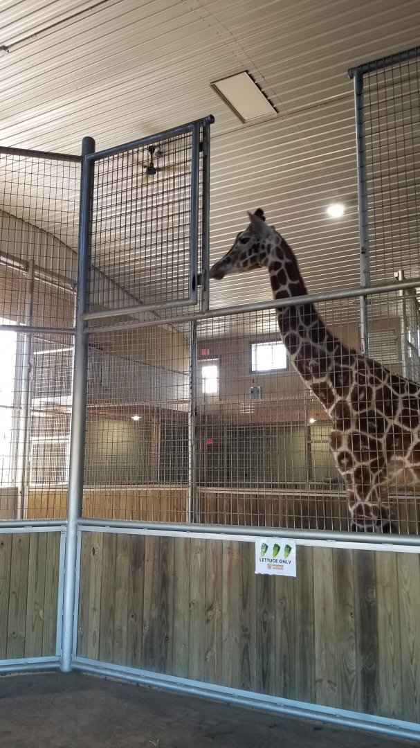 Keystone Safari - Giraffe barn