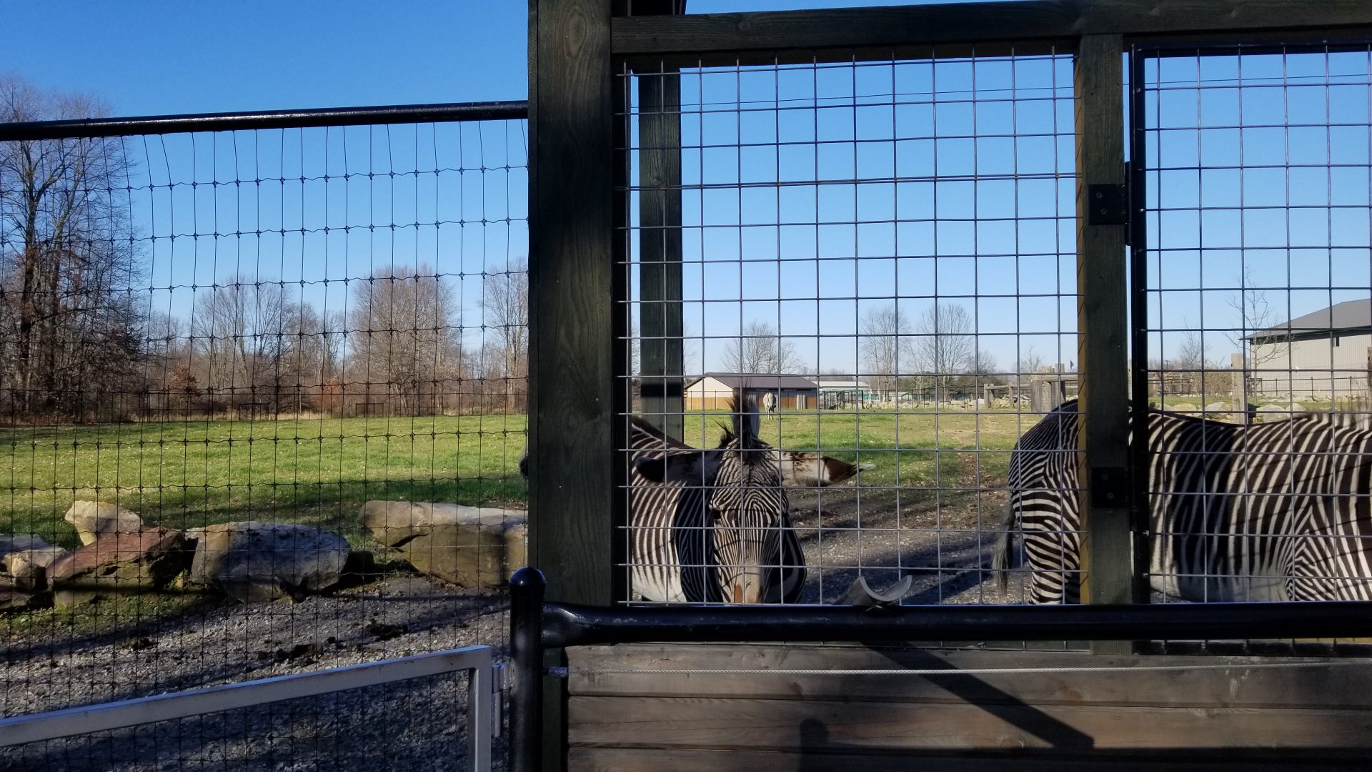 Keystone Safari - Grevy's zebras