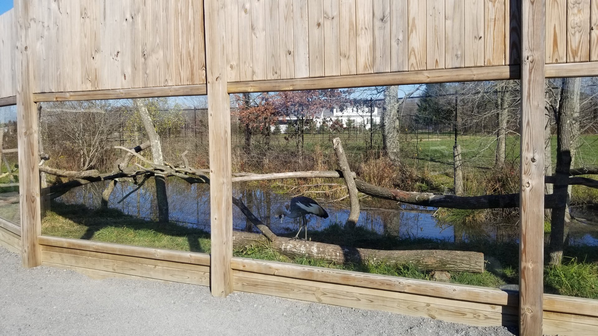 Keystone Safari - Grey crowned cranes