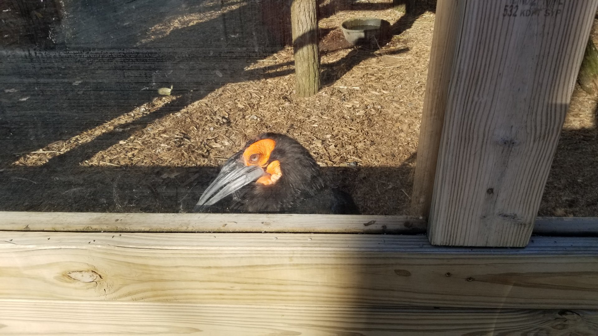 Keystone Safari - Ground hornbill