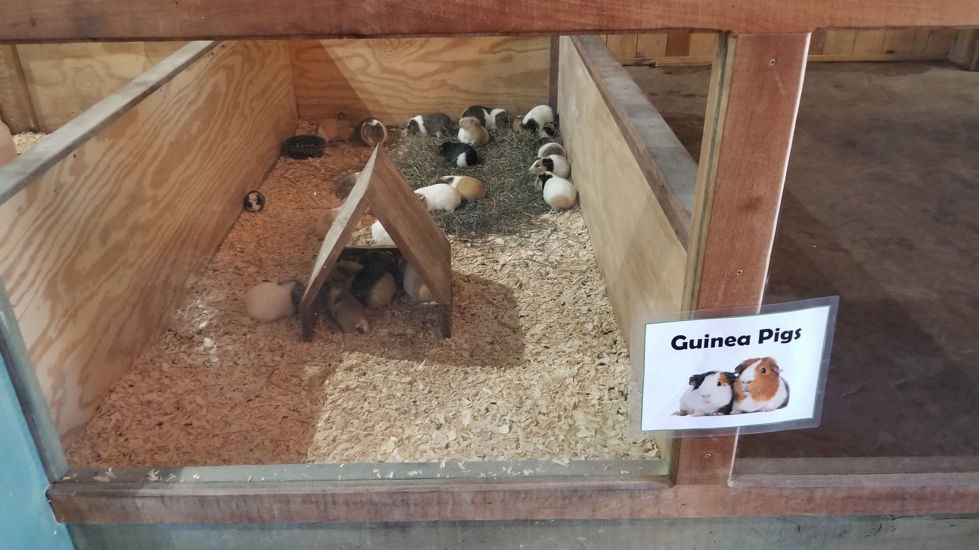 Keystone Safari - Guinea pigs