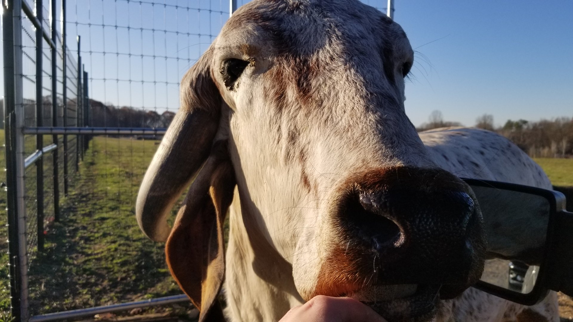 Keystone Safari - Gyr cattle
