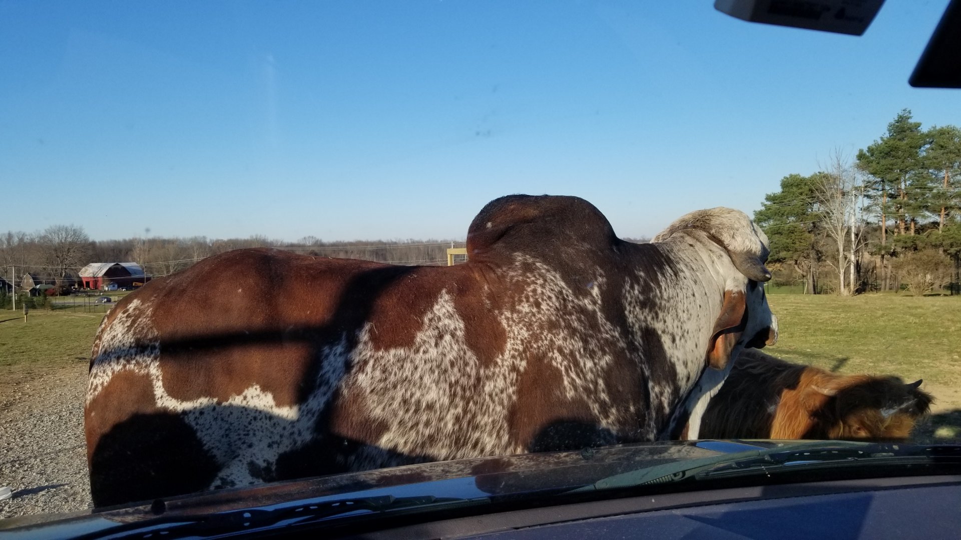 Keystone Safari - Gyr, scottish highland cattle