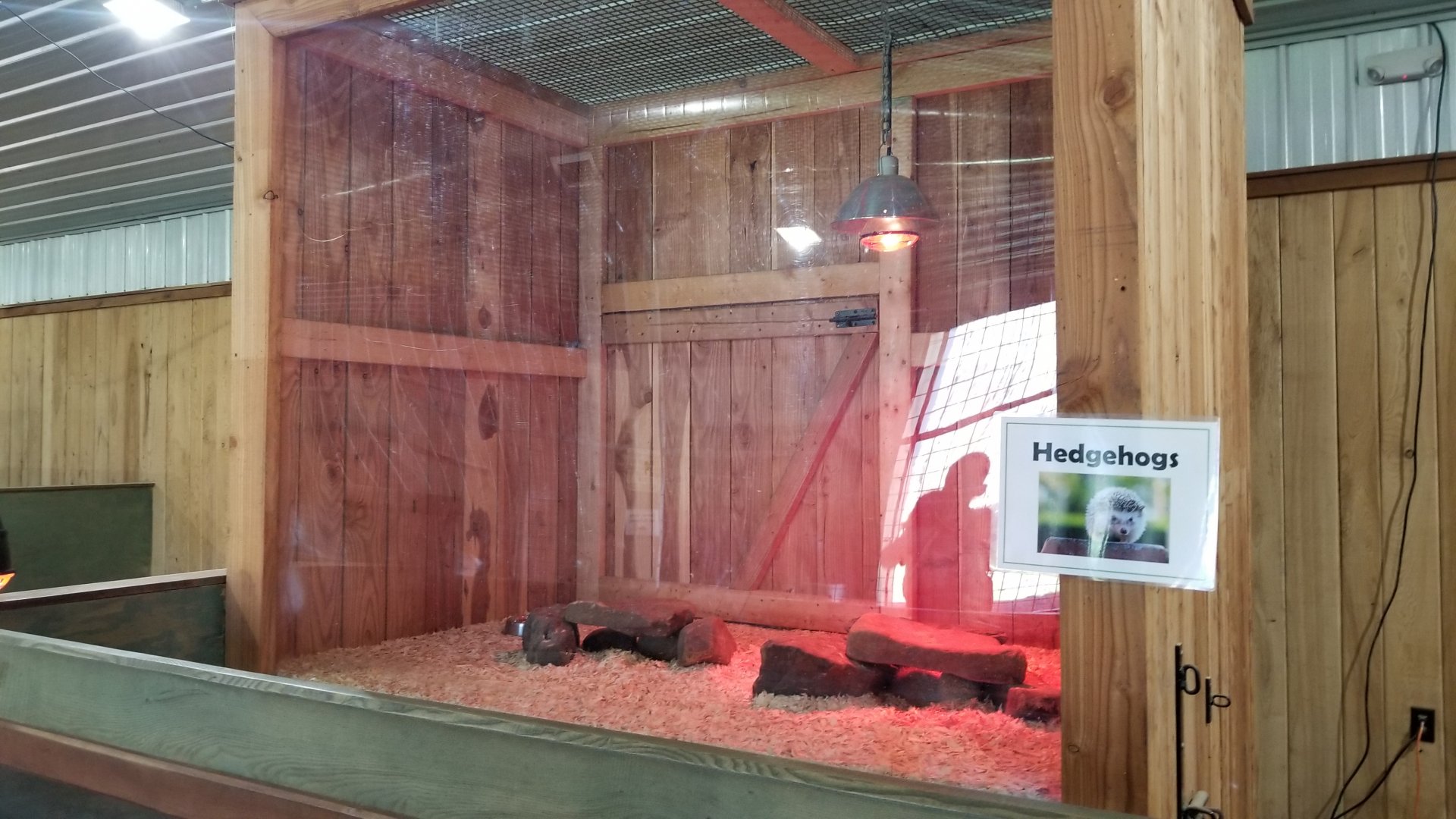 Keystone Safari - Hedgehogs