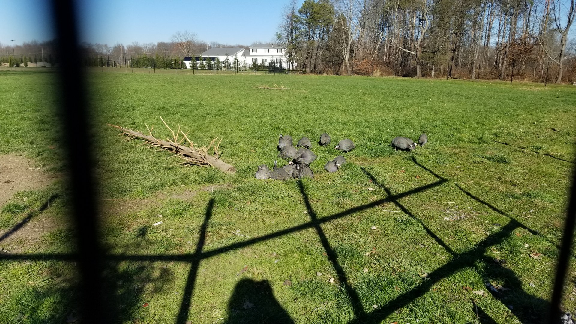 Keystone Safari - Helmeted guineafowl