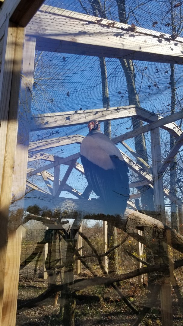 Keystone Safari - King Vulture