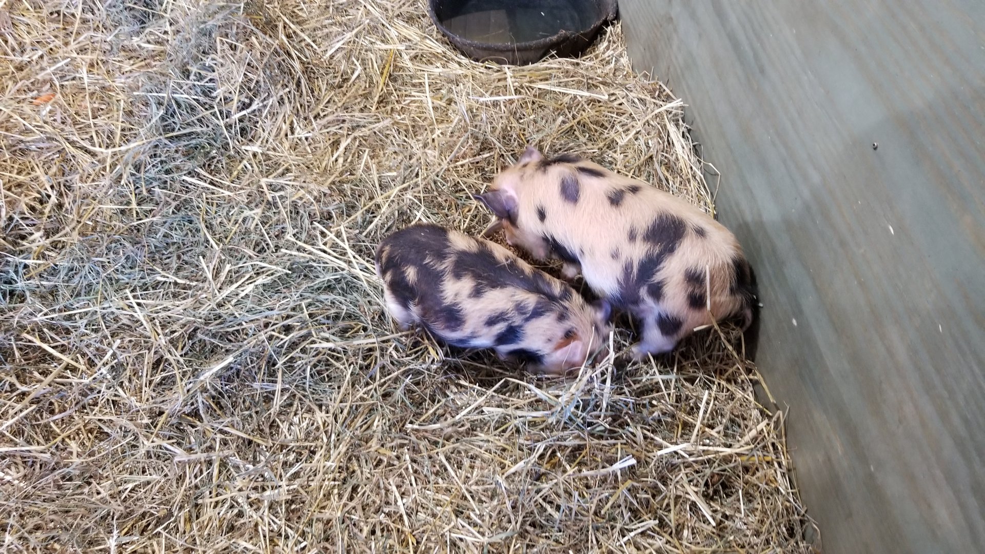 Keystone Safari - Kunekune piglets