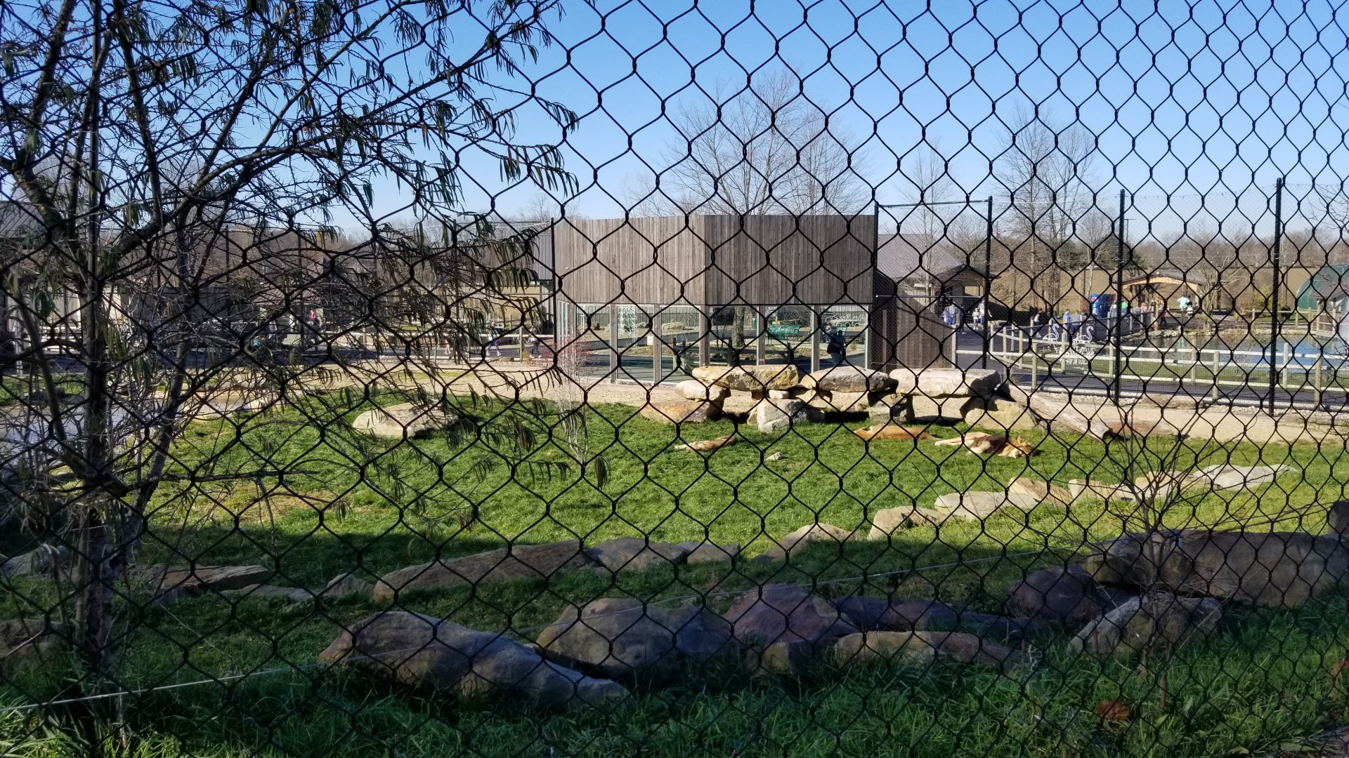 Keystone Safari - Lions