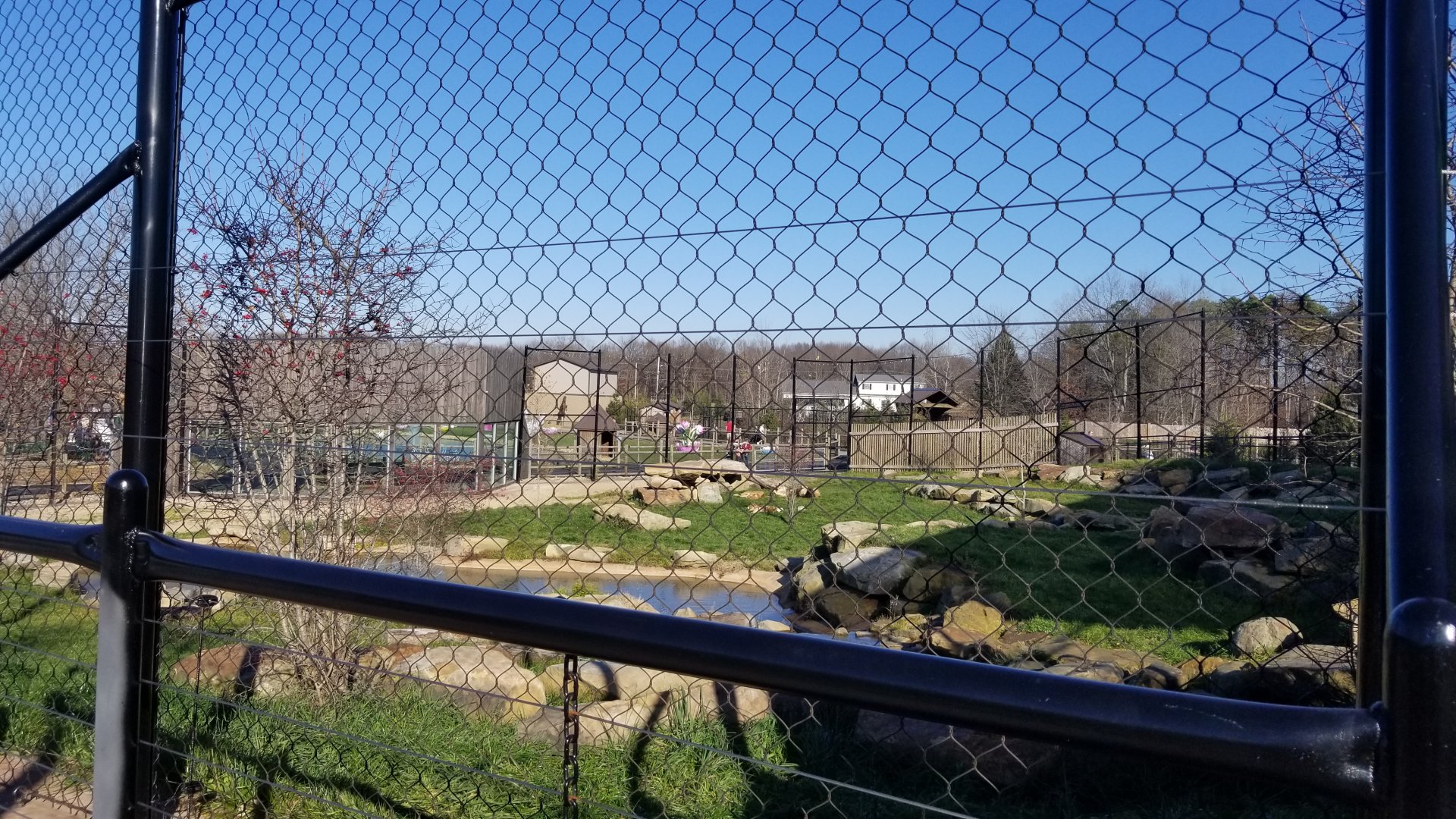 Keystone Safari - Lions