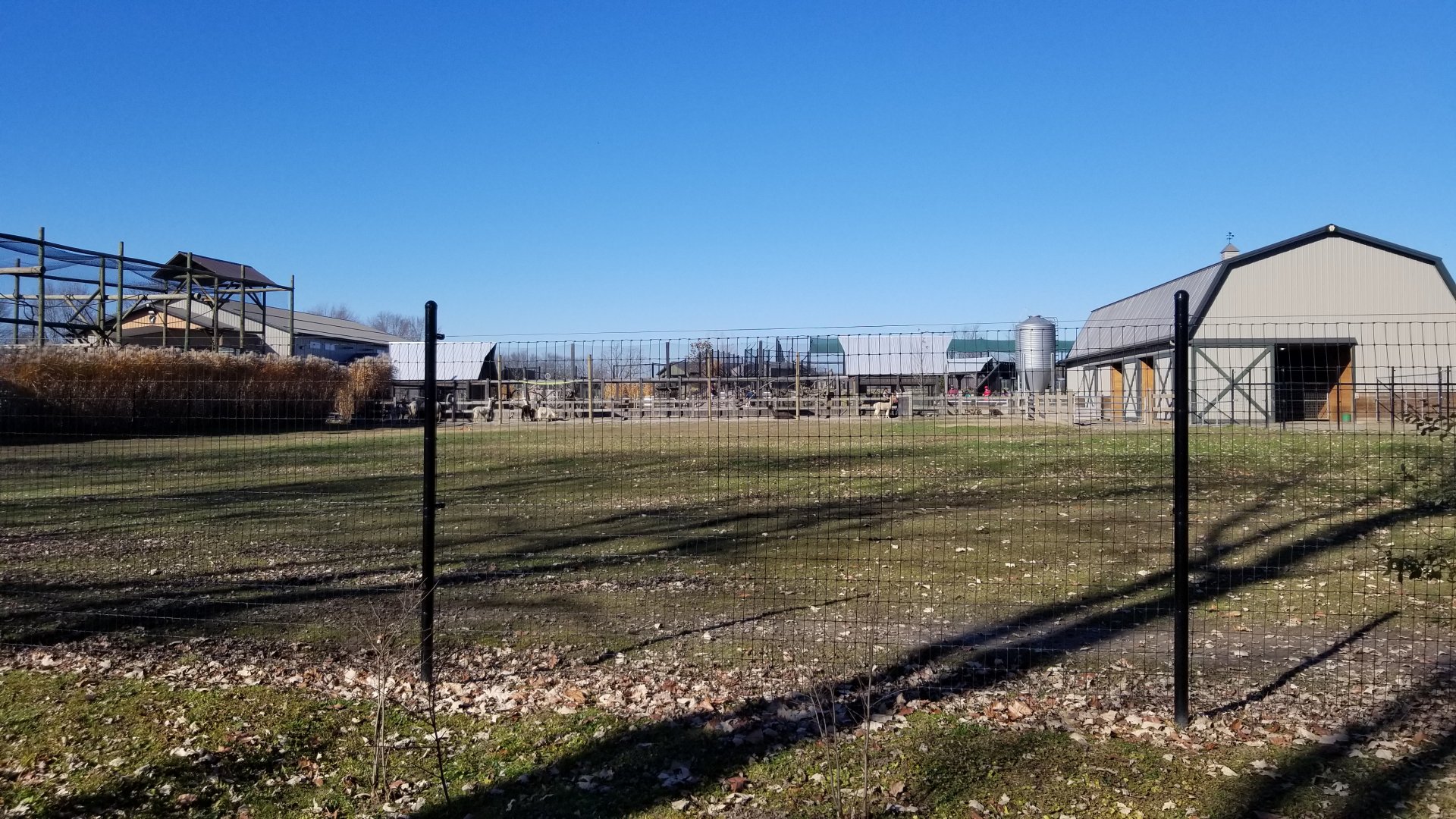 Keystone Safari - Llama yard