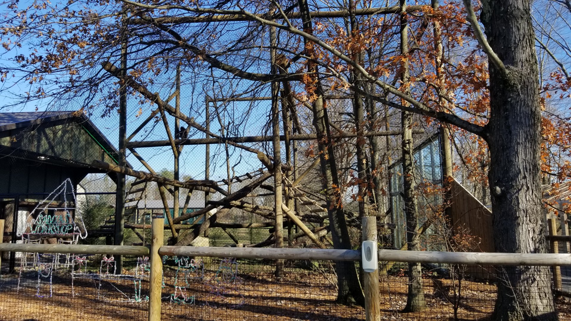 Keystone Safari - Mandrills from left