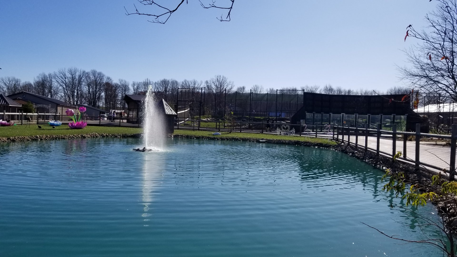 Keystone Safari - Mute swan lake, lion exhibit