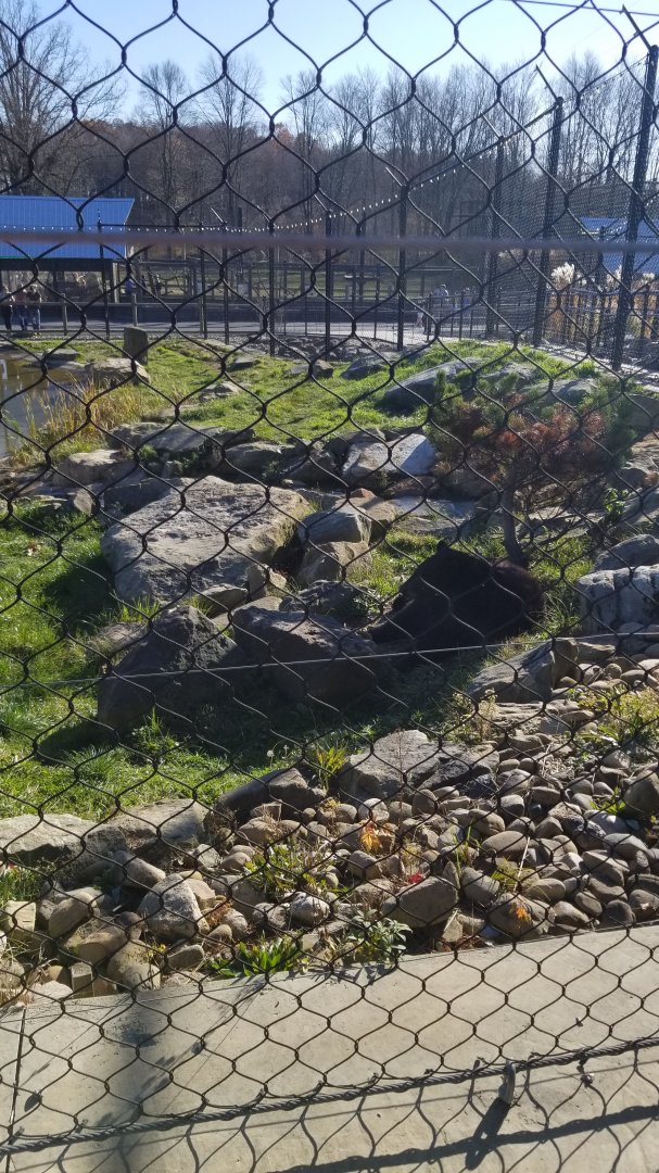 Keystone Safari - North american black bear