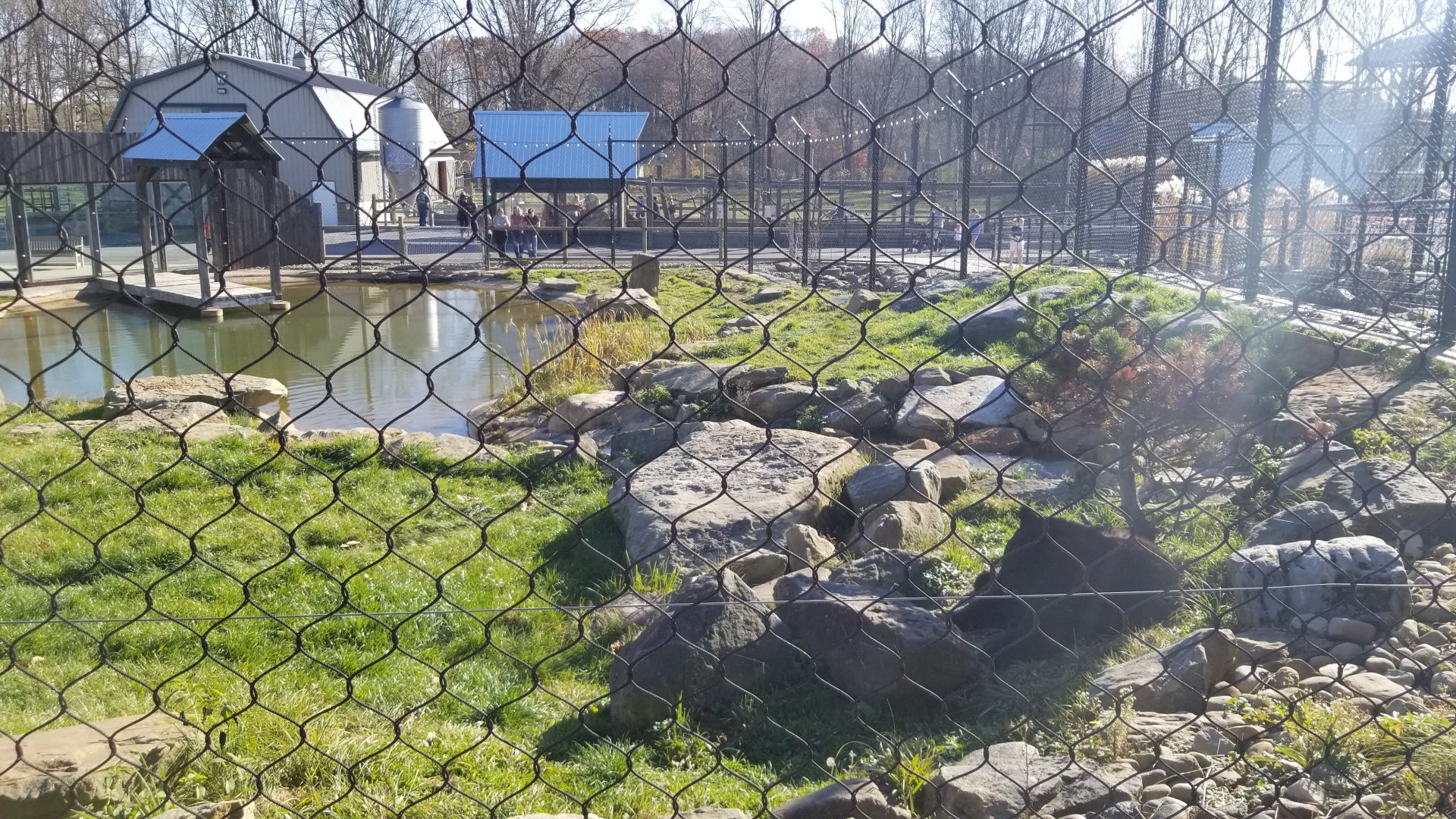 Keystone Safari - North american black bear
