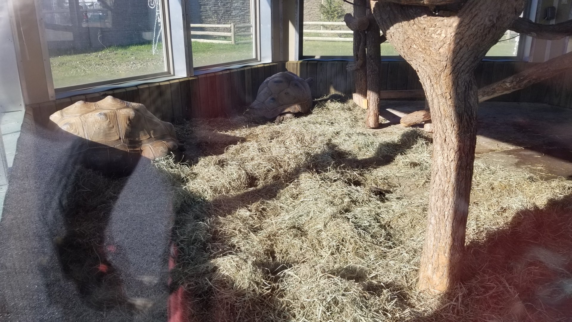 Keystone Safari - Old Aldabra tortoises