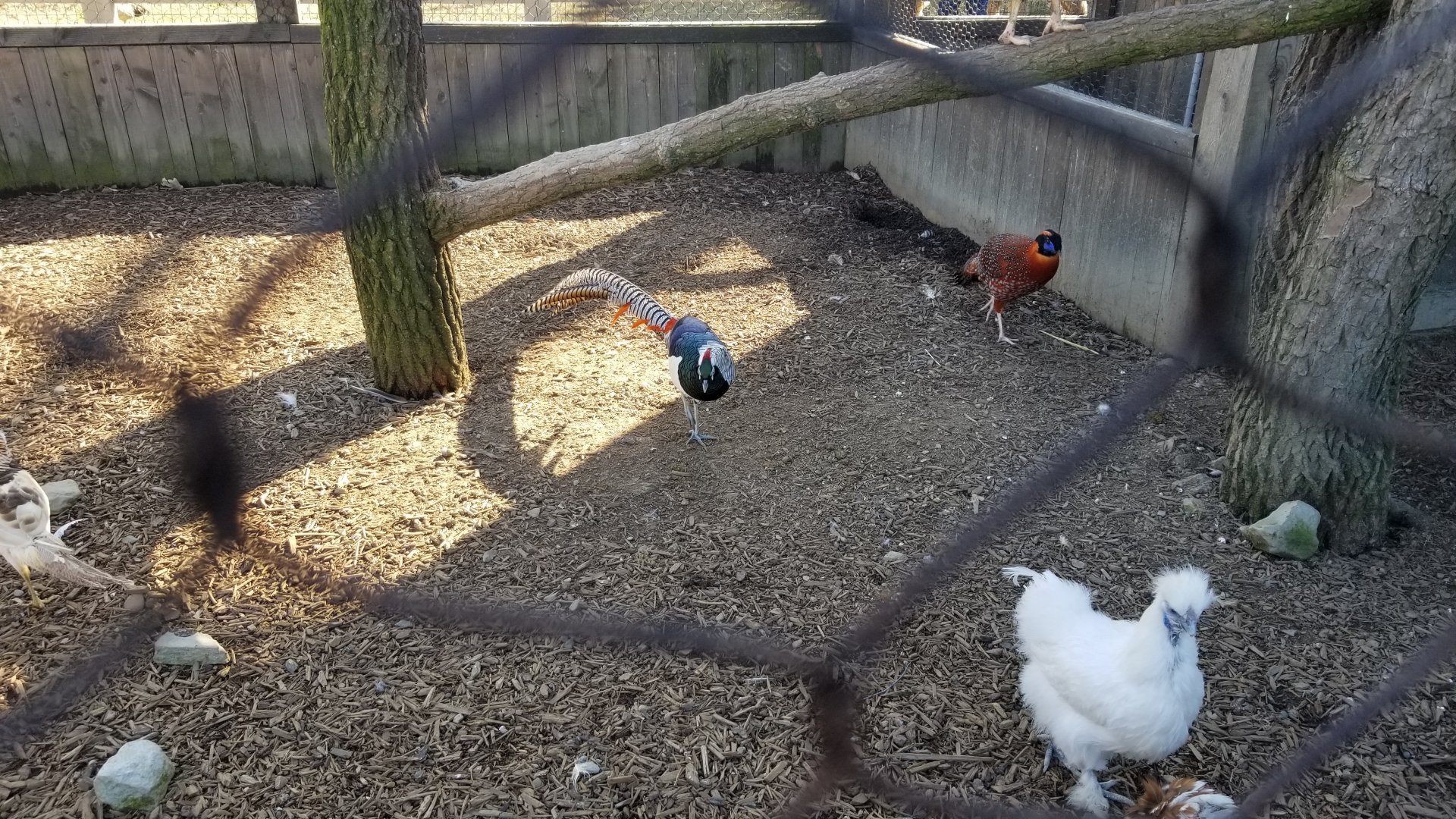 Keystone Safari - Pheasants, tragopan