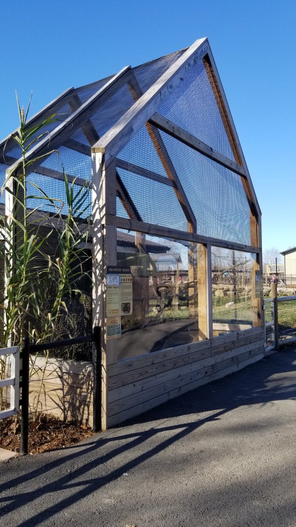 Keystone Safari - Red-crested turaco, grey peacock-pheasant