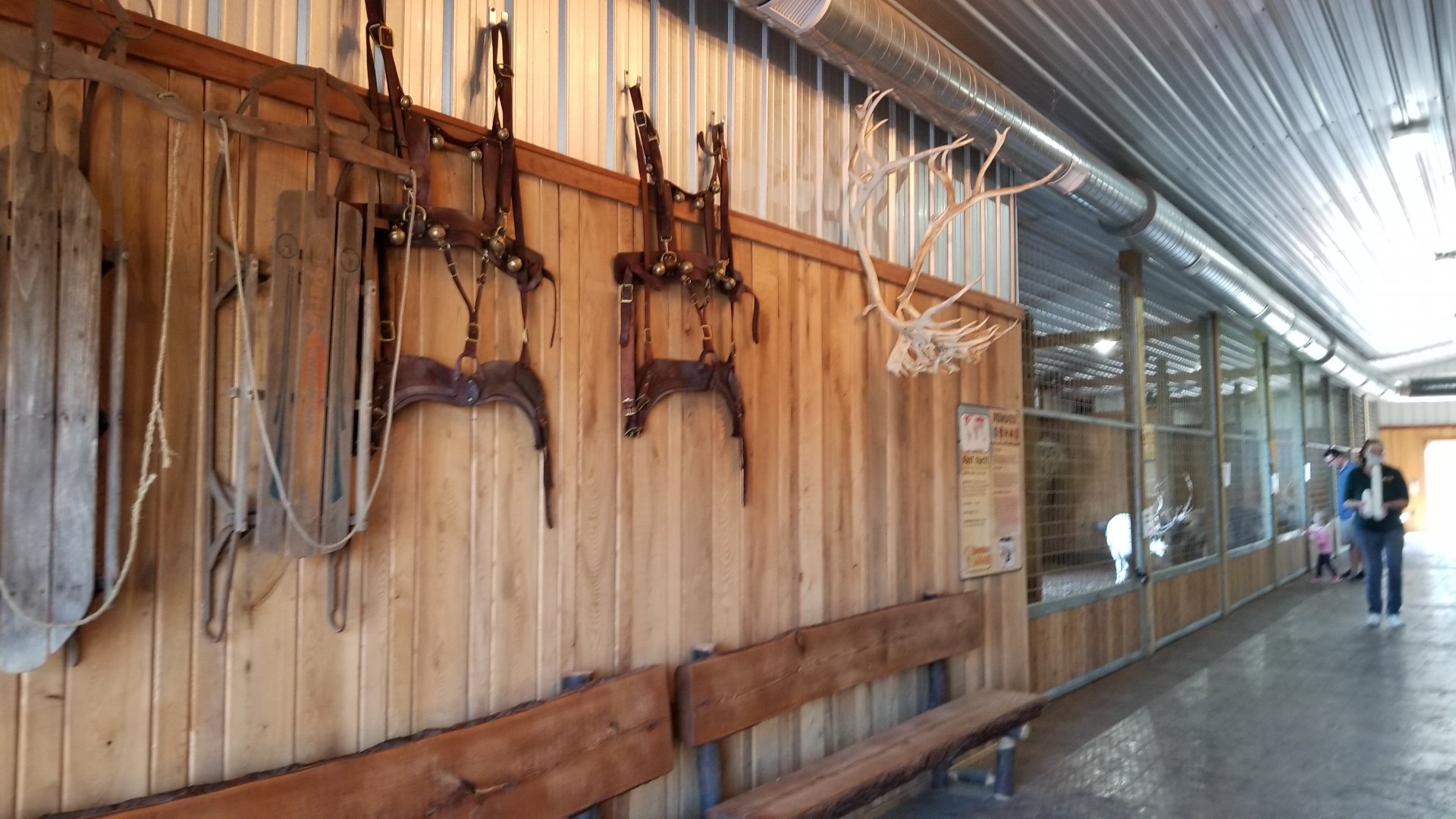 Keystone Safari - Reindeer harnesses