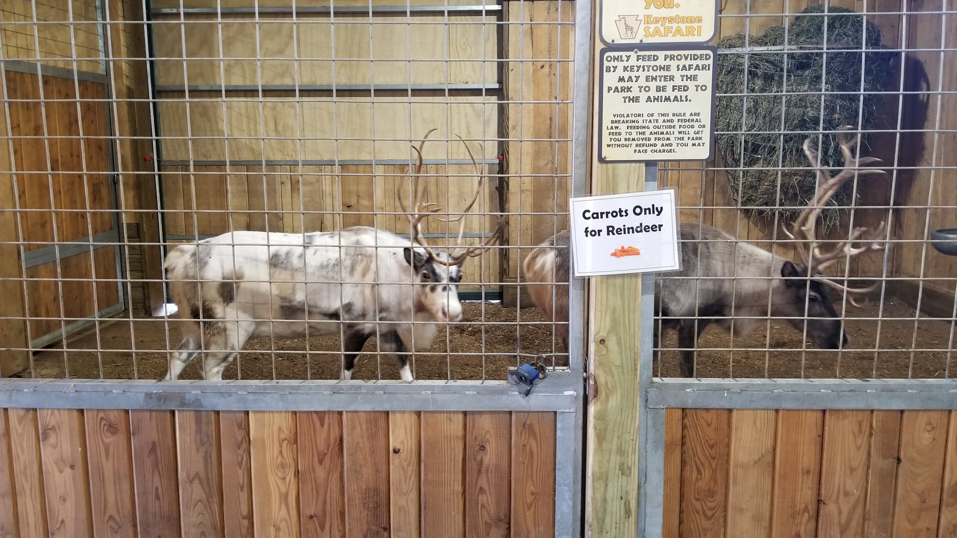 Keystone Safari - Reindeer