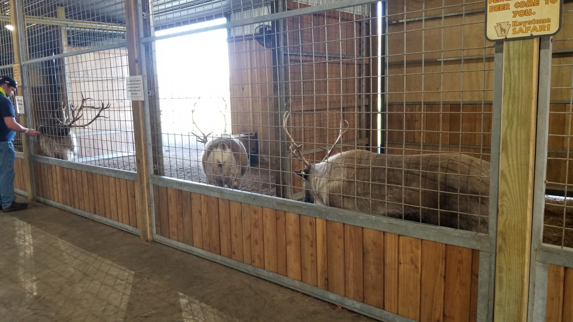 Keystone Safari - Reindeer