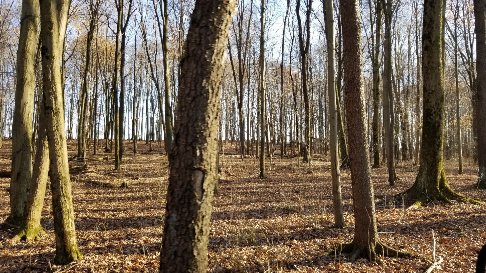Keystone Safari - Small wooded area in safari