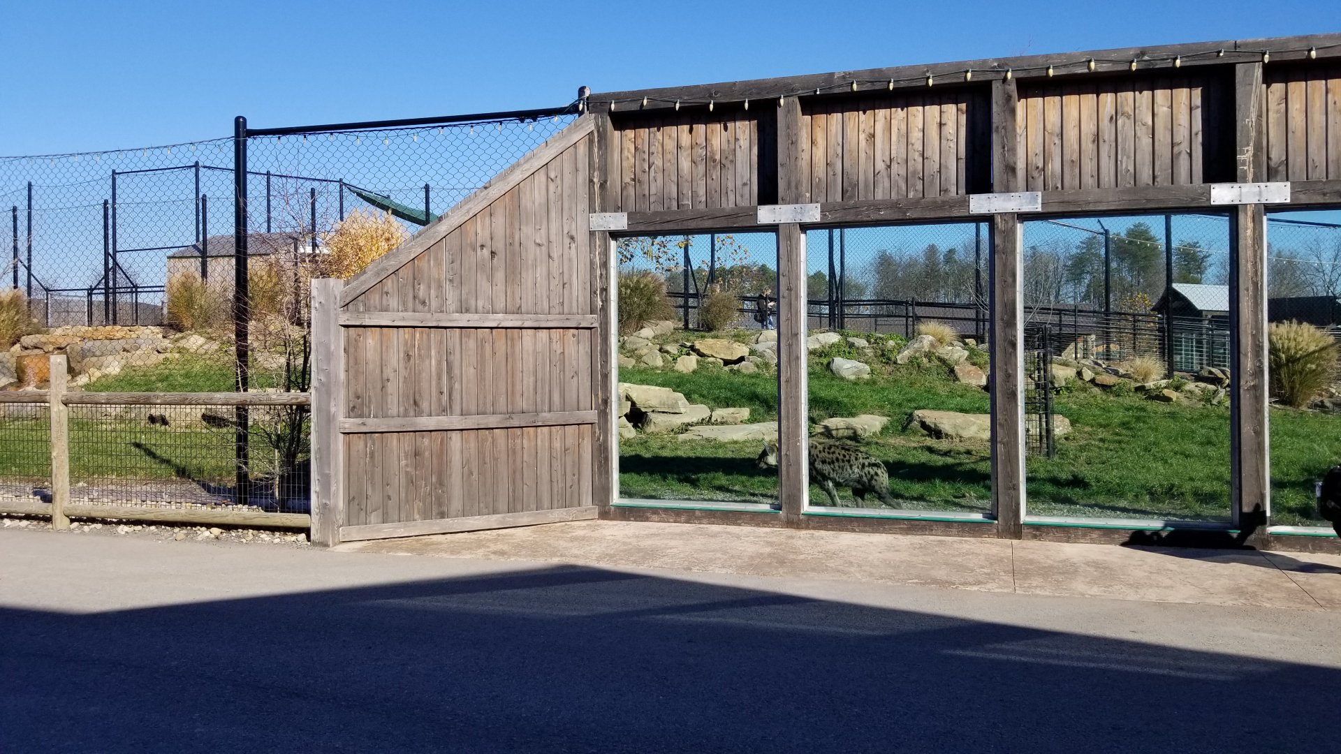 Keystone Safari - Spotted hyenas